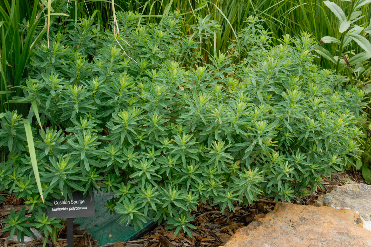 Cushion Spurge